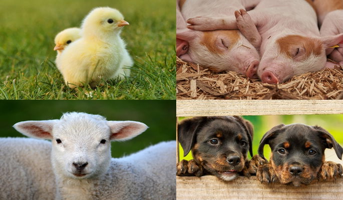 fauna domestica de una granja perros pollitos cordero cerditos