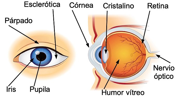 el órgano de la vista: el ojo y sus partes