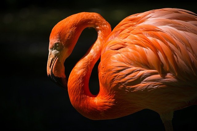 Un flamenco rojo, una ave omnívora