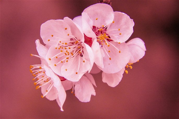 flor de cerezo vista de cerca