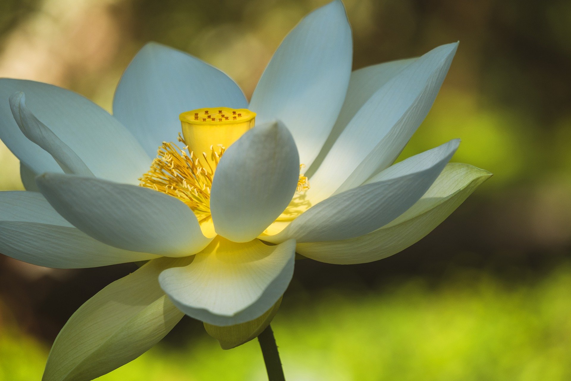 flor de loto blanco