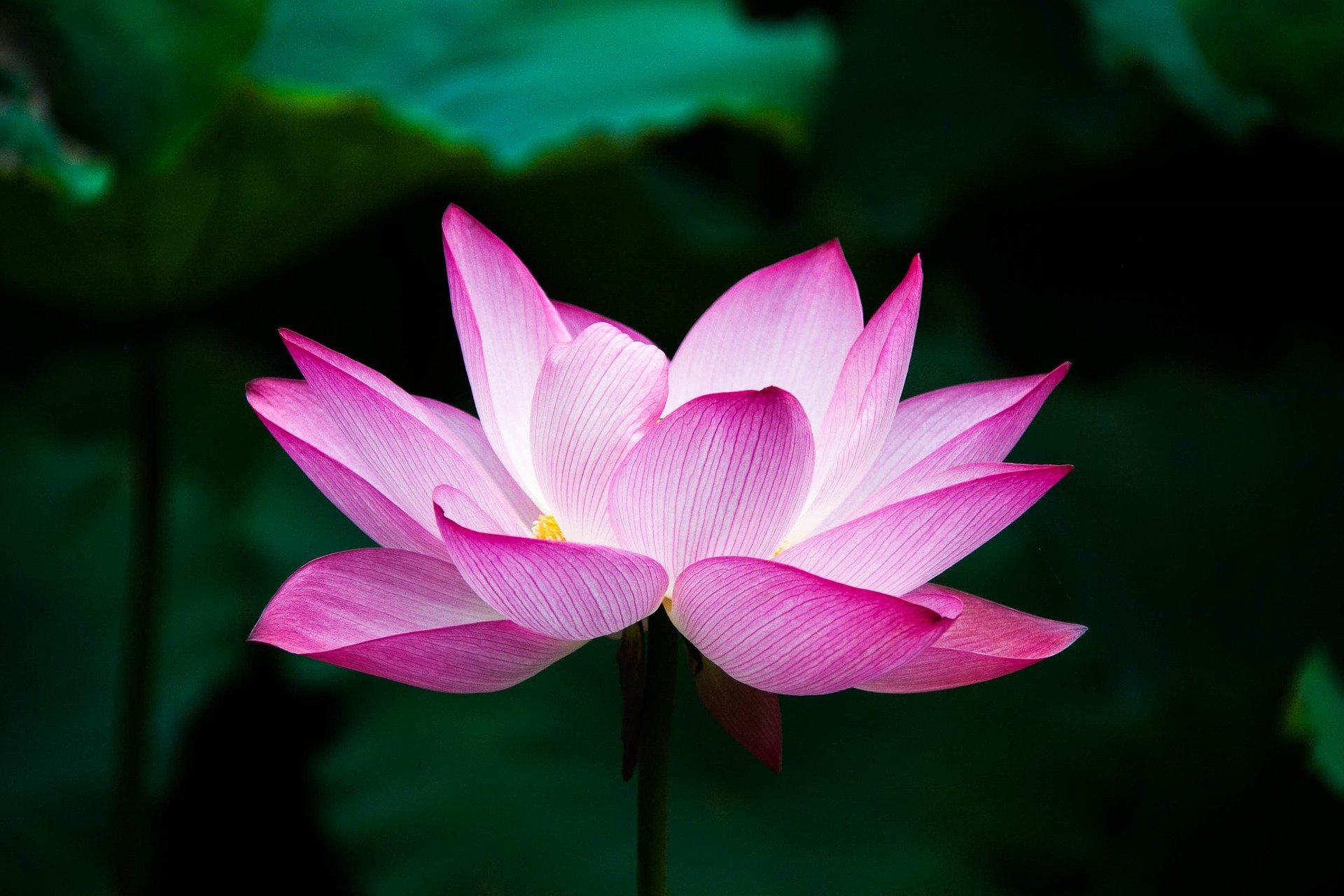 flor de loto rosa