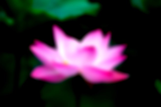 Flor de loto rosa
