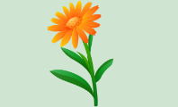 Flor