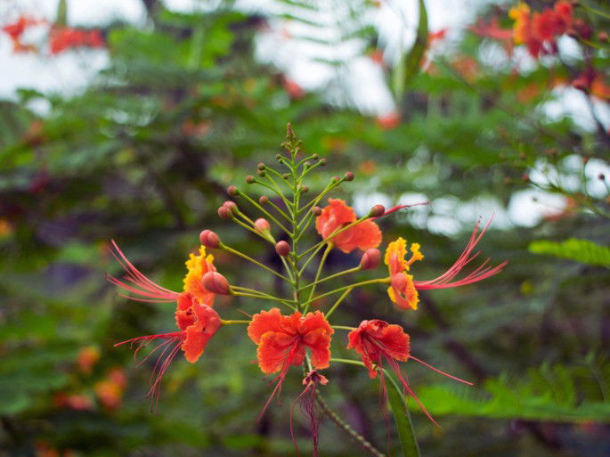 Flora: flor tropical salvaje (Caesalpinia pulcherrima)