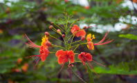 Flora