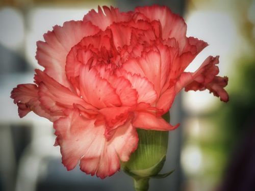 clavel