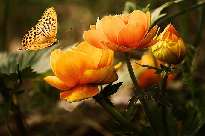 mariposa y flores