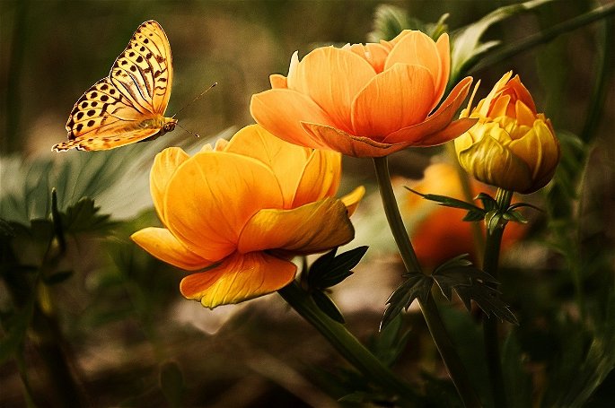 mariposa y flores