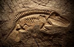 Qué es un Fósil - Significados