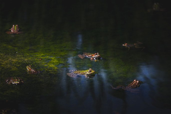 sapos y ranas en un arroyo, ecosistema acuatico