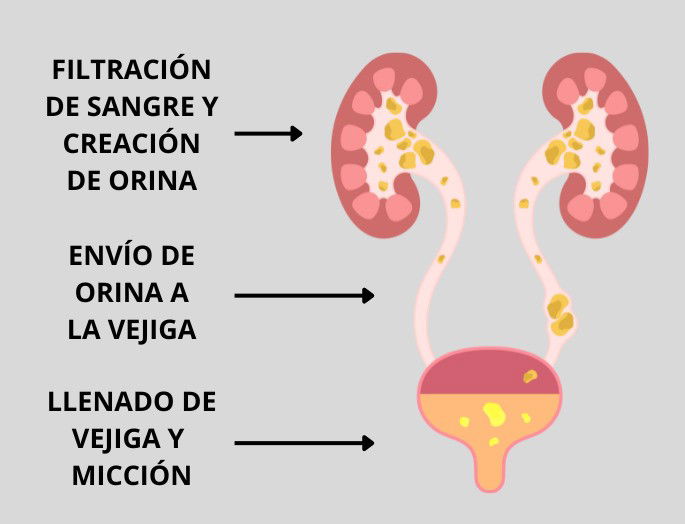 Funcionamiento del sistema urinario