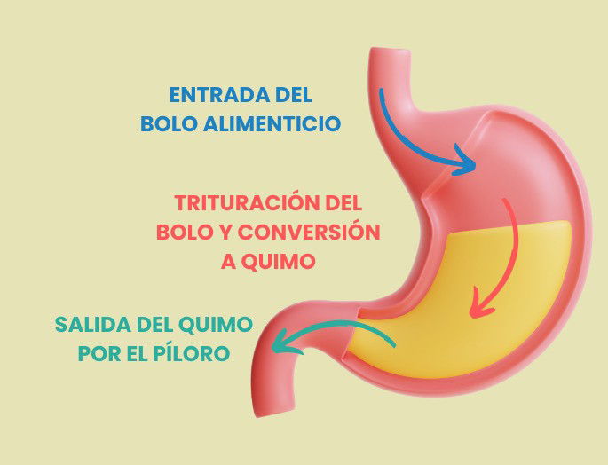 Funcionamiento del estómago