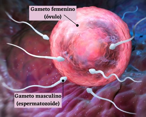 Tipos de reproducción