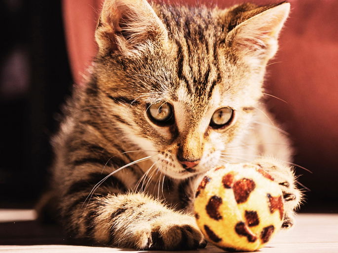 gato atigrado jugando con una bola entre sus patas