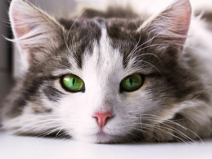 gato peludo gris y blanco con ojos verde esmeralda