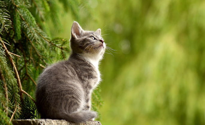 Gato: qué es, descripción, características y razas - Enciclopedia