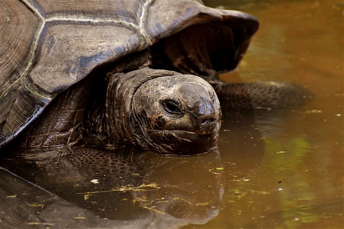 La tortuga galápago gigante (Chelonoidis nigra)