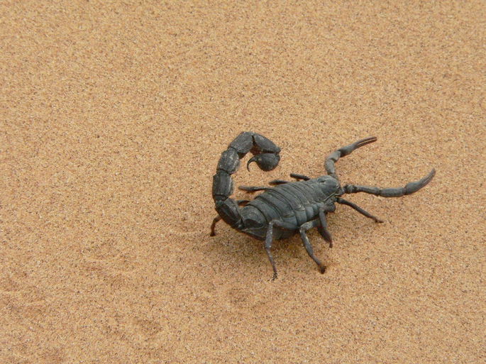 escorpión