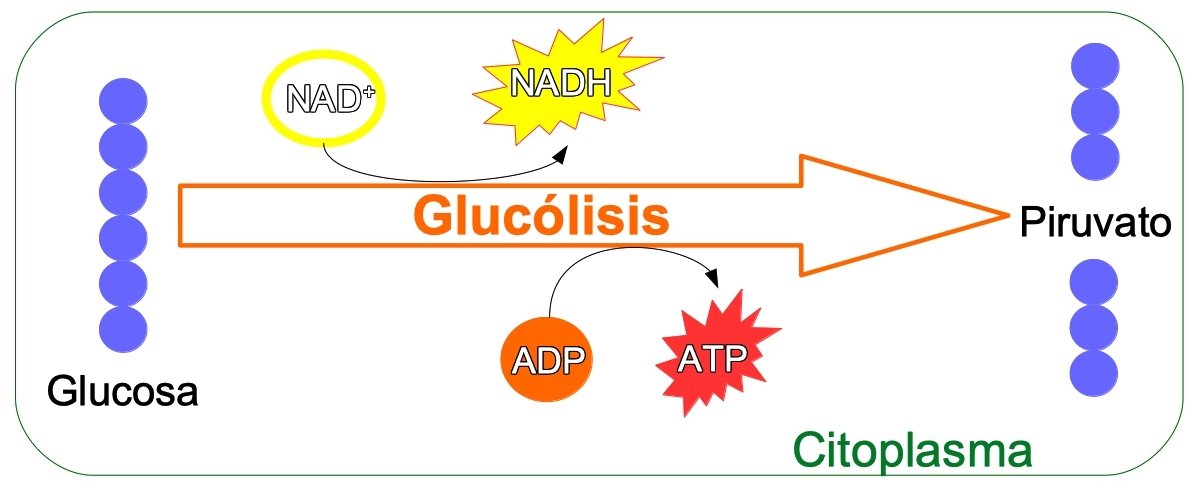esquema simplificada de la glucolisis