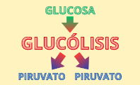 Glucólisis