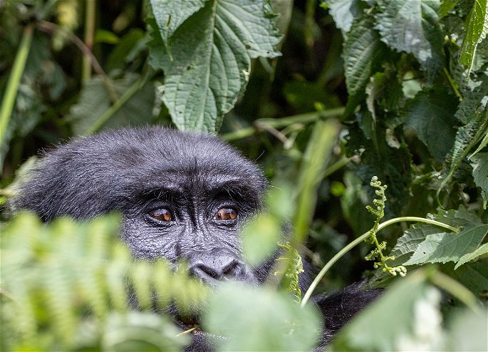 gorila escondido en la selva
