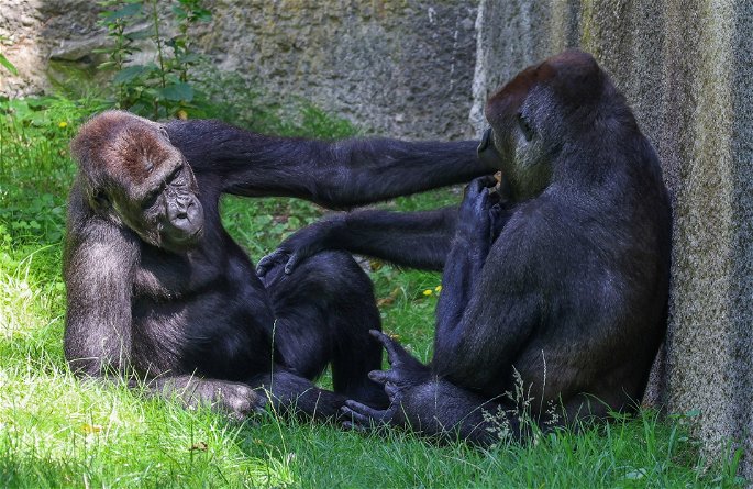 el Gorilla gorilla gorilla es de la familia Hominidae, puede llegar a pesar hasta 180 kilos.