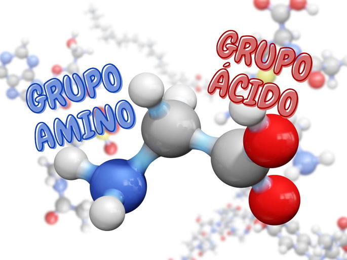 El grupo amino y el grupo ácido en los aminoácidos