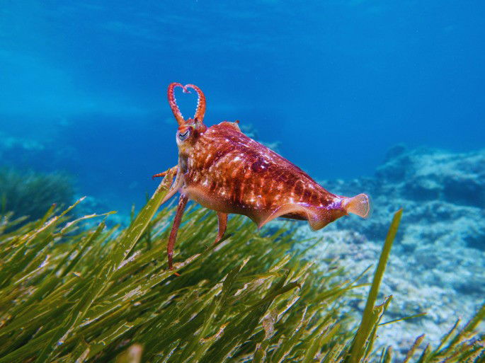 Sepia en su hábitat acuático