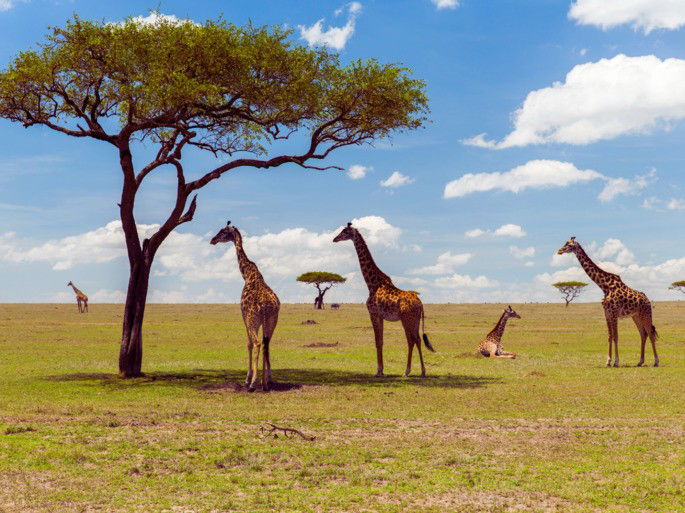 Grupo de jirafas en la sabana