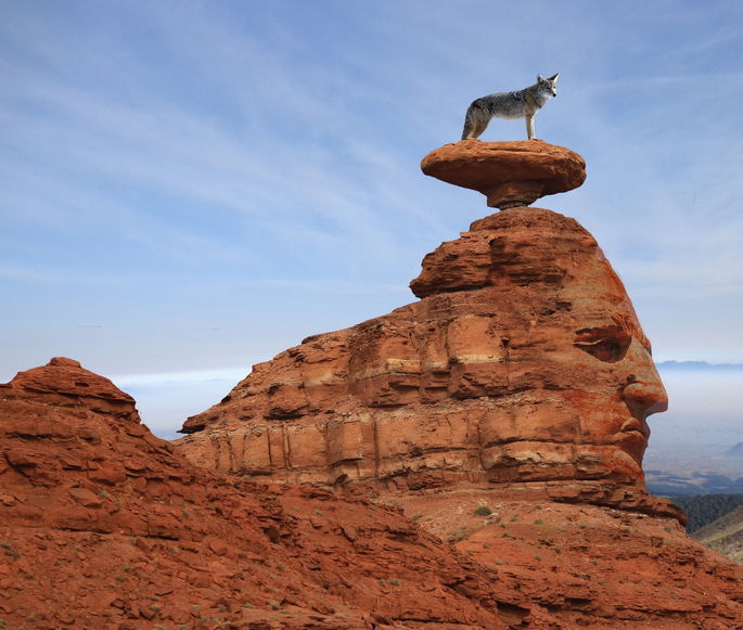 coyote