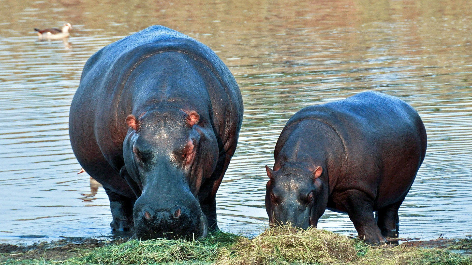 Animales Salvajes: 21 Ejemplos Y Sus Características - Enciclopedia ...