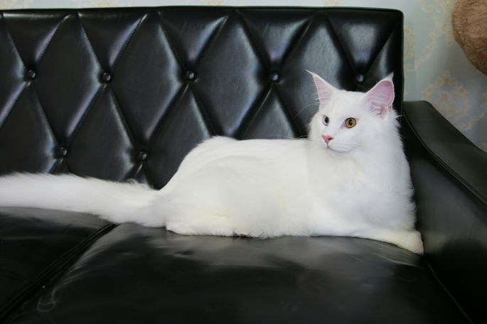 gato angora turco color blanco tumbado sobre sofá de piel negra