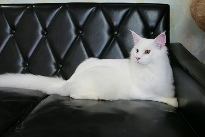 gato angora turco