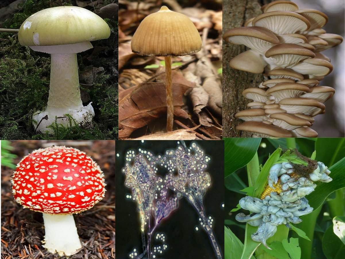 hongos que podemos encontarr en la naturaleza