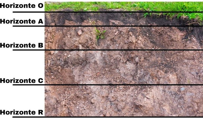Horizontes del suelo