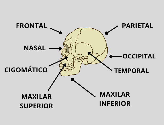 Huesos de la cabeza
