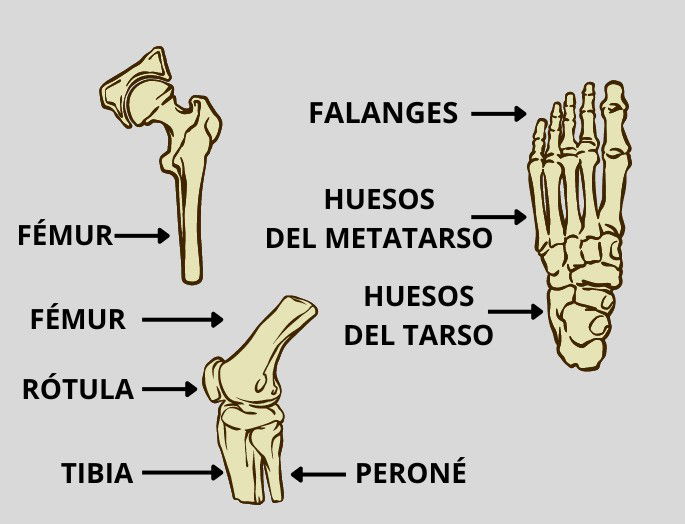 Huesos de piernas y pies