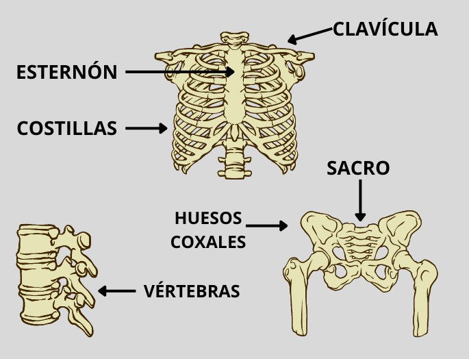 Huesos del tronco