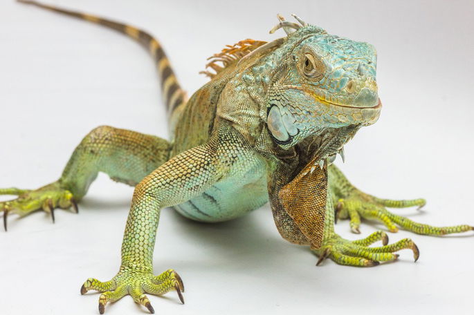 iguana verde