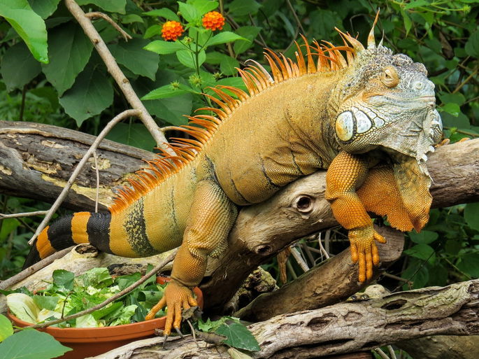 animales salvajes: iguana sobre el tronco de un árbol