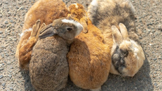 Varios conejos habitantes de la Isla de los Conejos en Japón
