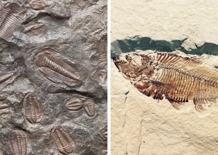 Imágenes de fósiles