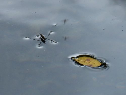Un insecto y hoja de árbol flotando en el agua por la tensión superficial