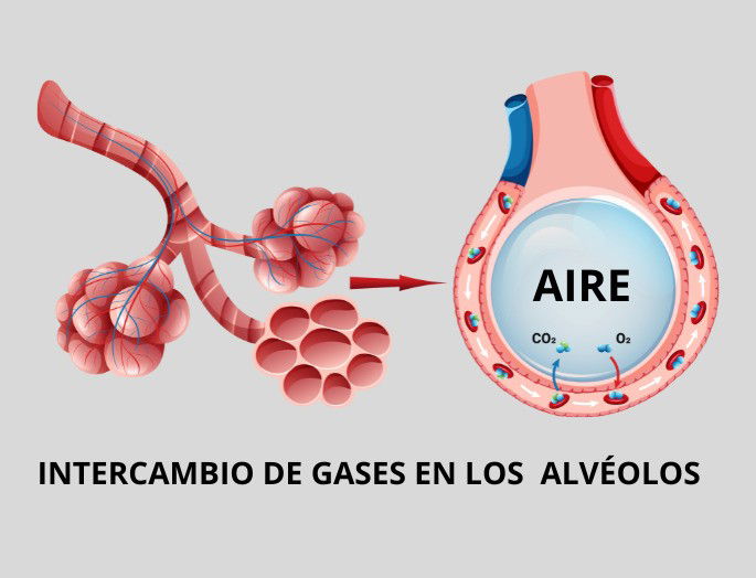 Intercambio de gases en los alvéolos