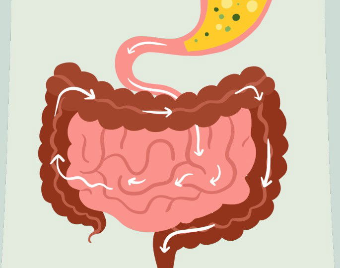 Funcionamiento del intestino delgado