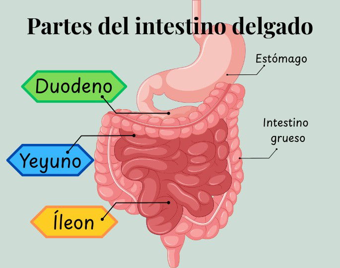 Partes del intestino delgado