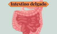 Intestino delgado
