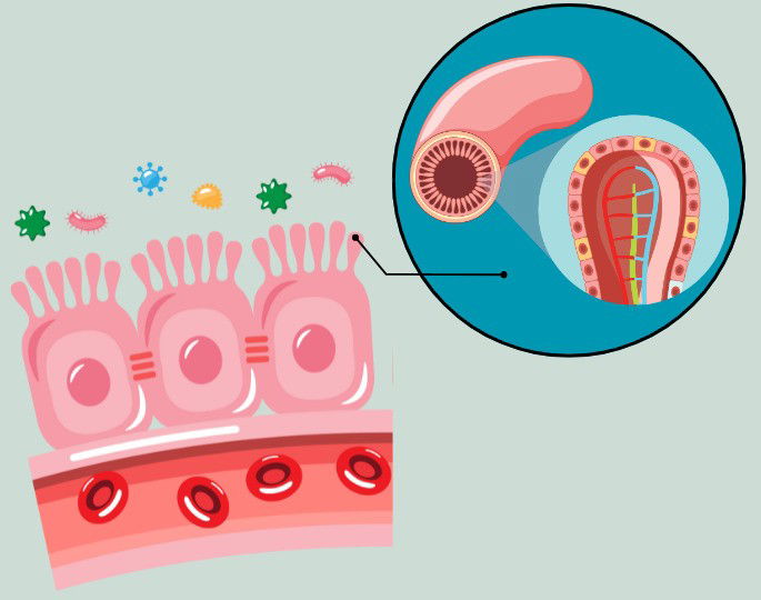 Vellosidades y microvellosidades del intestino delgado