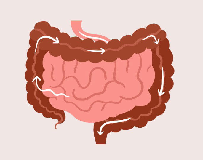 Funcionamiento del intestino grueso